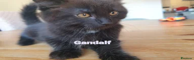 Gandalf the Grey