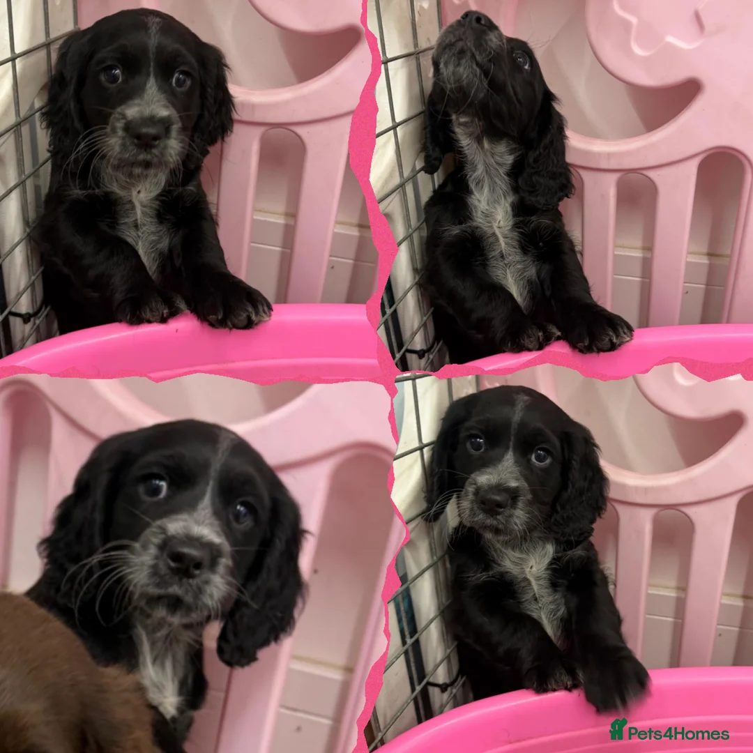 Cocker Spaniel dogs for sale: Cocker Spaniel's working - Advert 2