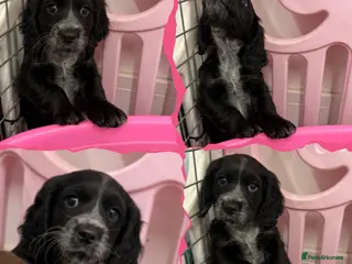 Cocker Spaniel dogs Cocker Spaniel's working - Advert 10