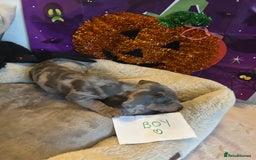 Dachshund dogs for sale: 2 beautiful  girls dachshund puppies available  - Image 10