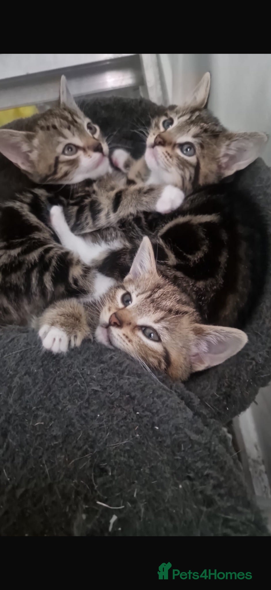 Mixed Breed cats 3 gorgeous tabbies  - Advert 13