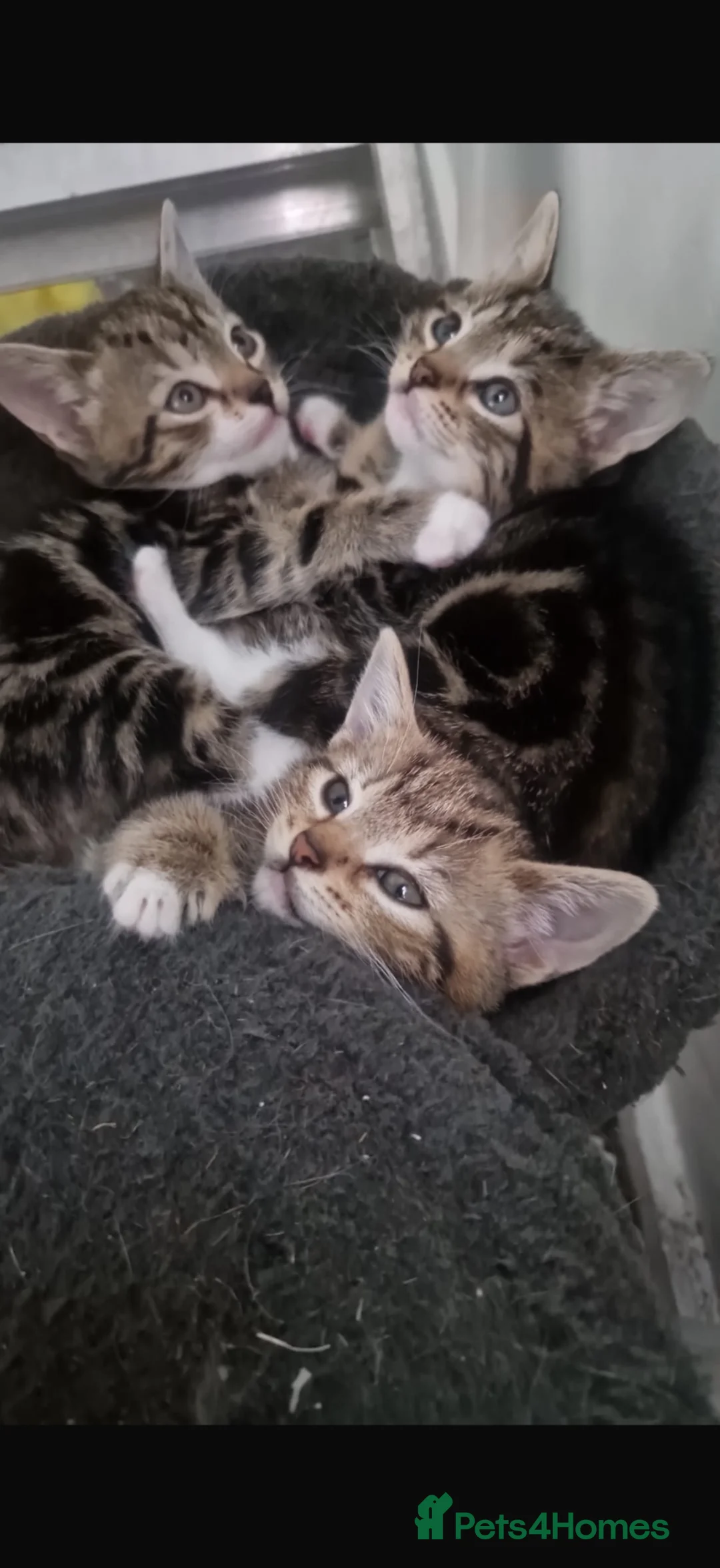Mixed Breed cats for sale: 3 gorgeous tabbies  - Advert 1