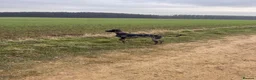 Whippet dogs for sale: Beautiful working whippets  - Advert 5