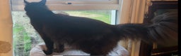 Maine Coon cats for stud: proven Maine Coon Stud  in Brampton - Advert 5