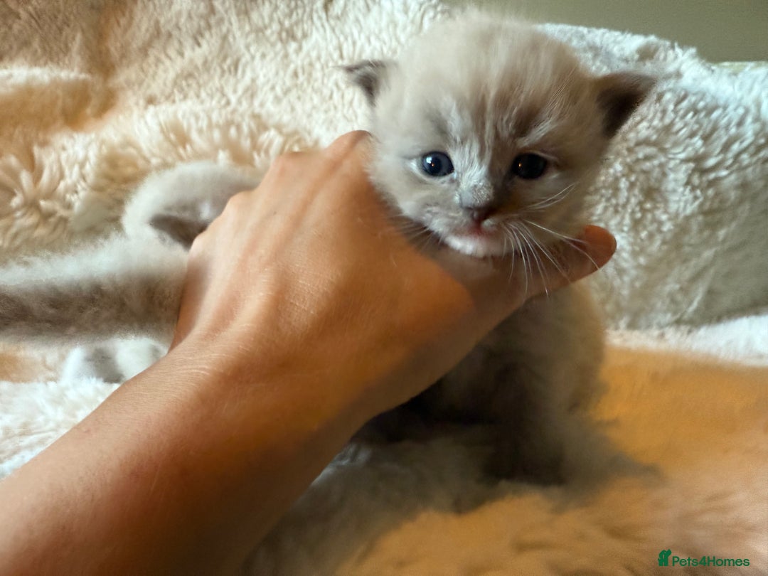 Ragdoll cats for sale: Beautiful mink point Ragdolls! 🩶🤍 - Image 18