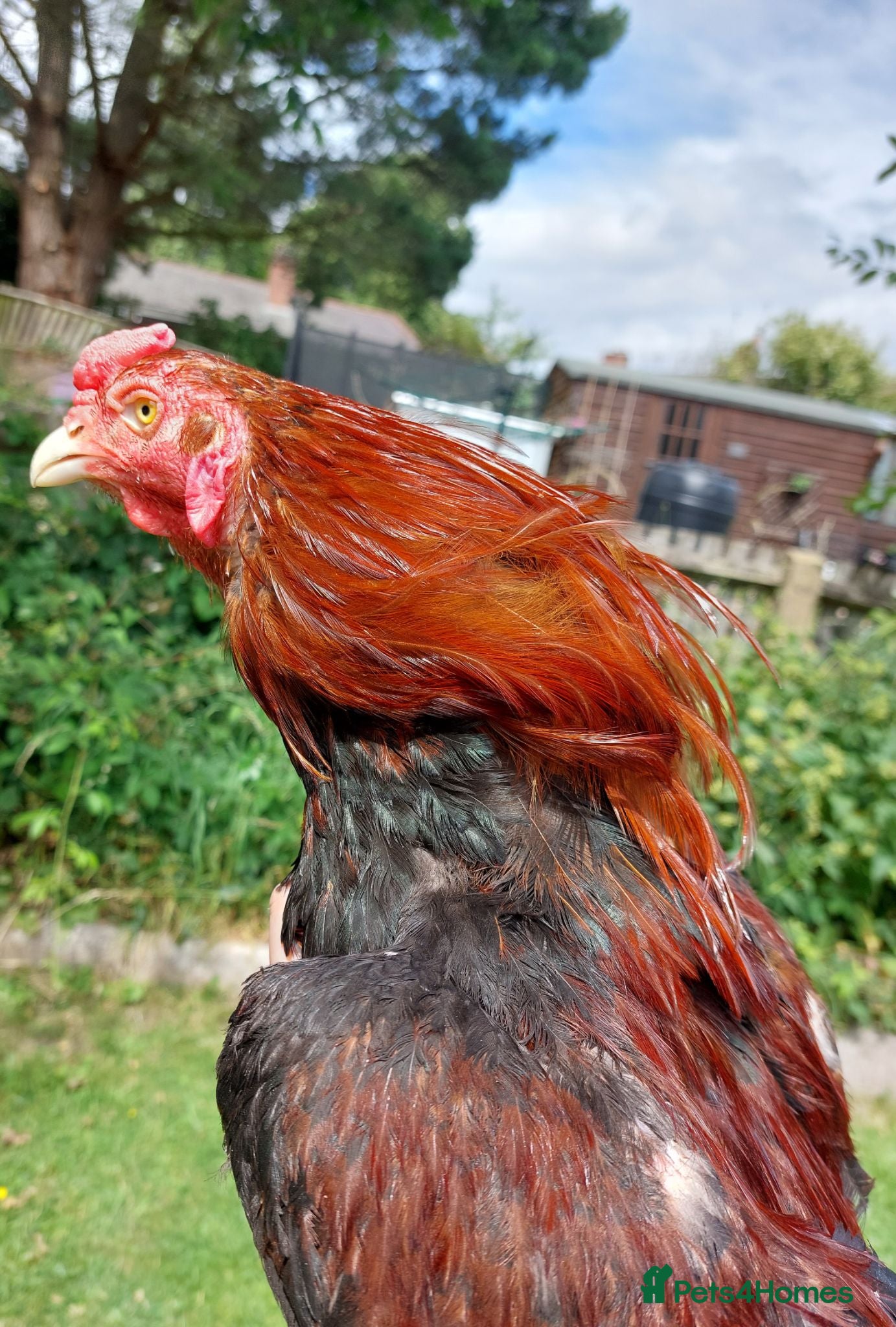 Chickens poultry ❤️‍🔥TOP QUALITY❤️‍🔥 - Advert 1