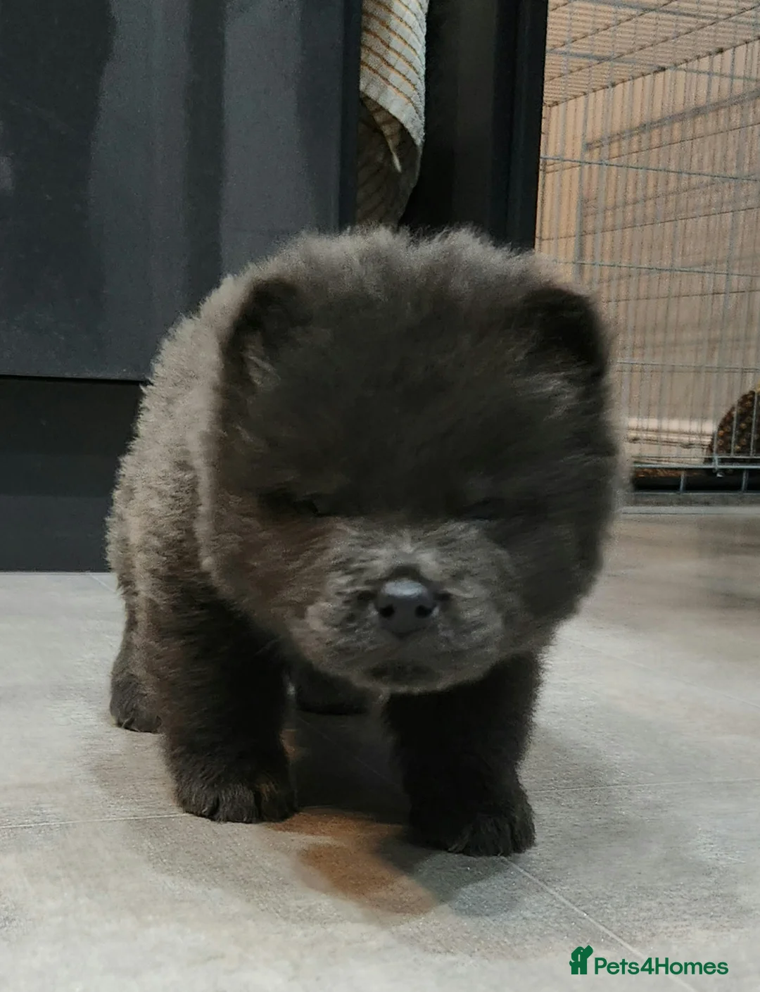 Chow Chow dogs for sale: Chow chow pedigree pups REDUCED!! - Advert 36