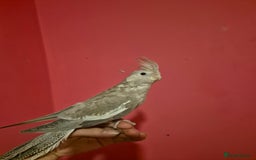 Cockatiels birds for sale: Hand tame young cockatiels  - Image 2