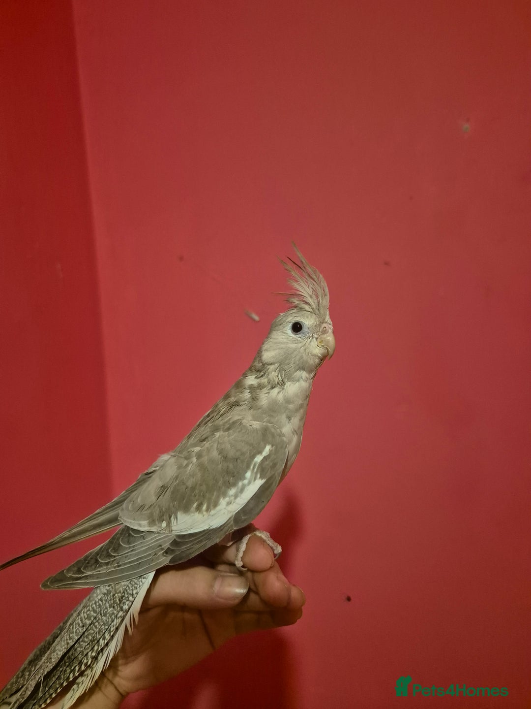 Cockatiels birds for sale: Hand tame young cockatiels  - Image 2