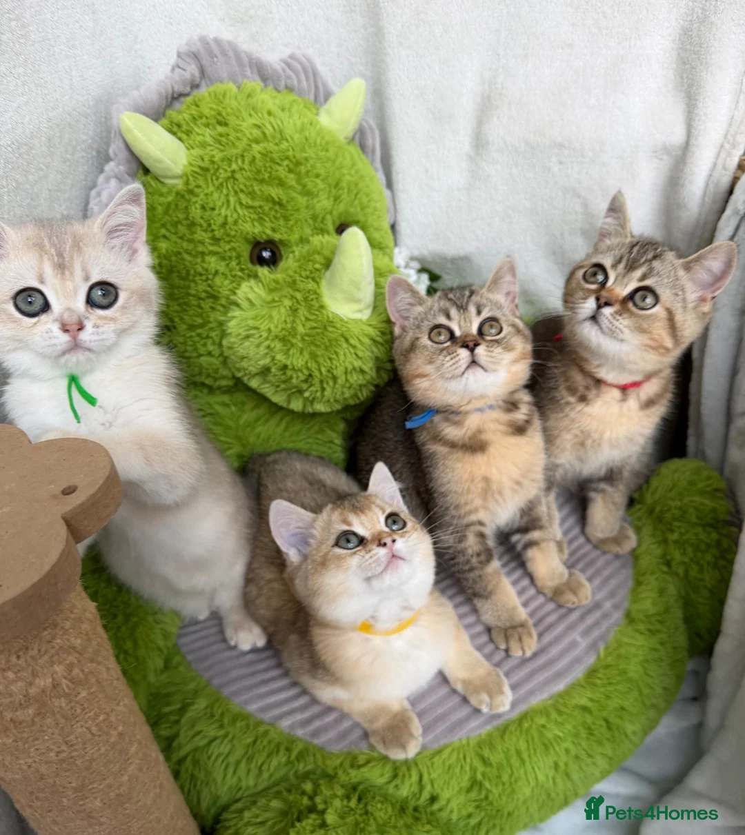 British Shorthair cats for sale: Adorable British Shorthair golden kittens   - Advert 2