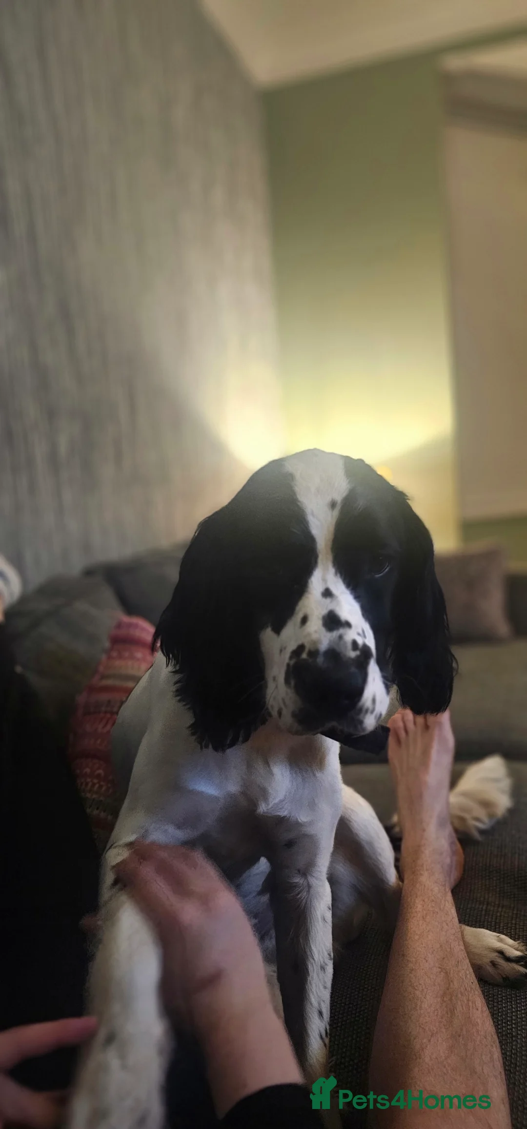 English Springer Spaniel dogs for sale: MEET ARLO (English Springer) 2 years old - Advert 6