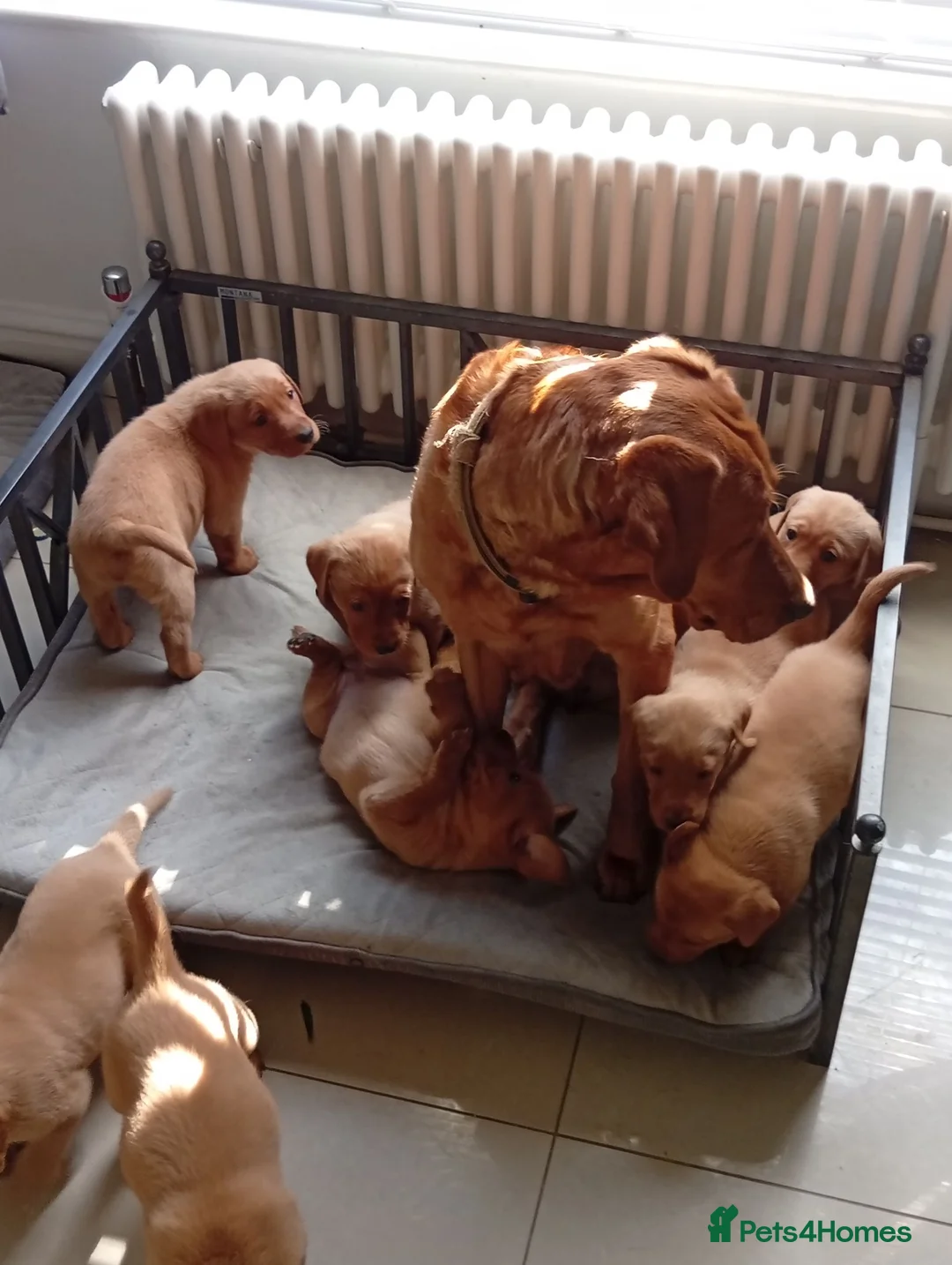 Labrador Retriever dogs for sale: Fox red  - Advert 2
