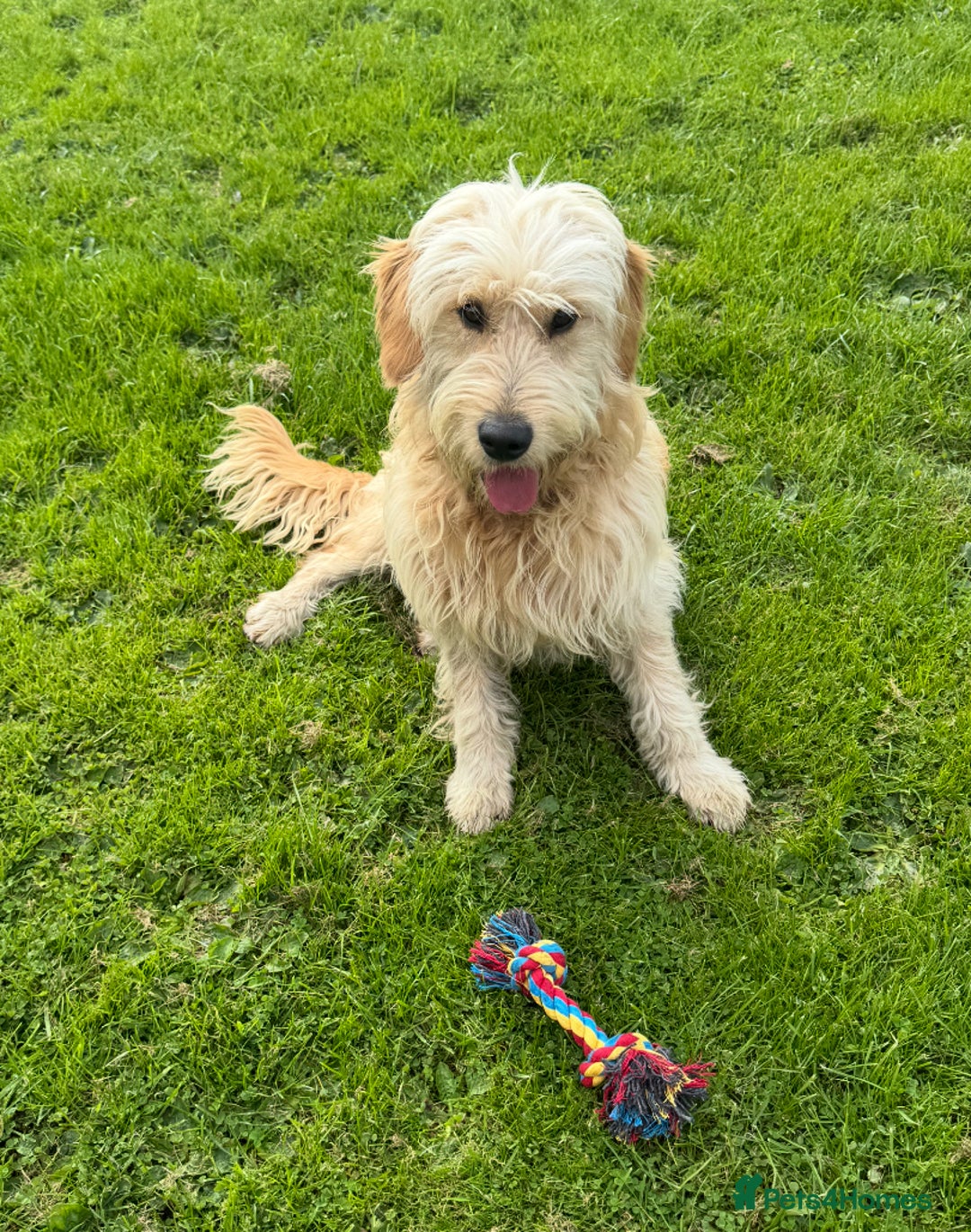 Mini Goldendoodle dogs for sale: “Bailey” - Golden Goldendoodle Boy  - Image 6