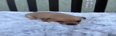 Jack Chi Puppy 2
