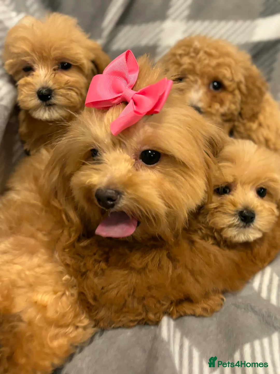 Maltipoo dogs for sale: Maltipoo red golden apricot small puppies ready - Advert 10