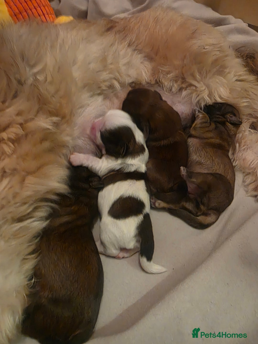 Shih Tzu dogs for sale: Shizu Tzu puppies - Advert 4