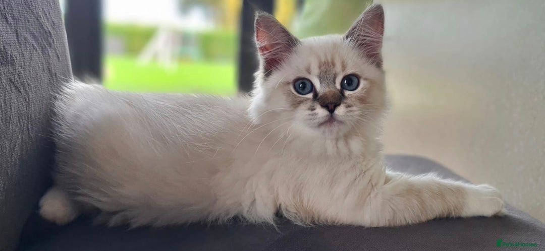 Ragdoll cats for sale: Adorable Loving blue mitted lynx - Image 28