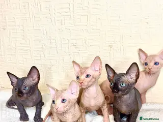 Sphynx cats Canadian Sphynx Kittens 4 Boys & 1 Girl - Advert 2