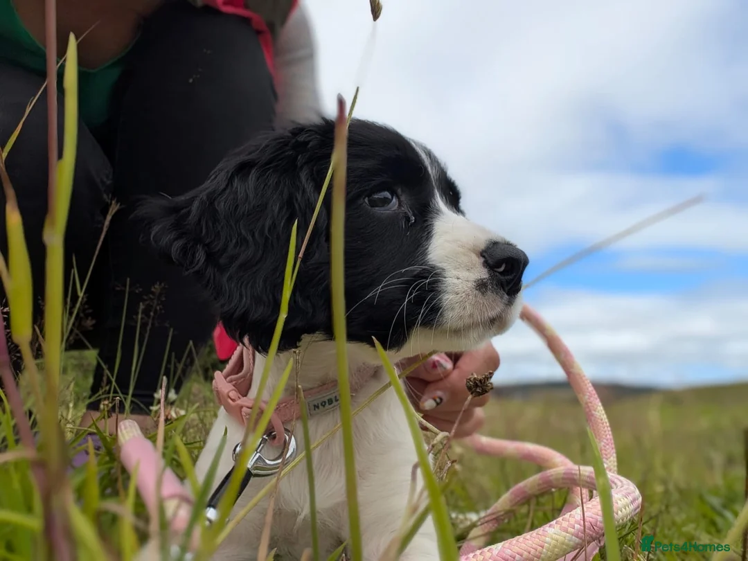 Sprocker dogs for sale: Beautiful 12 week old Sprocker pup - Advert 9
