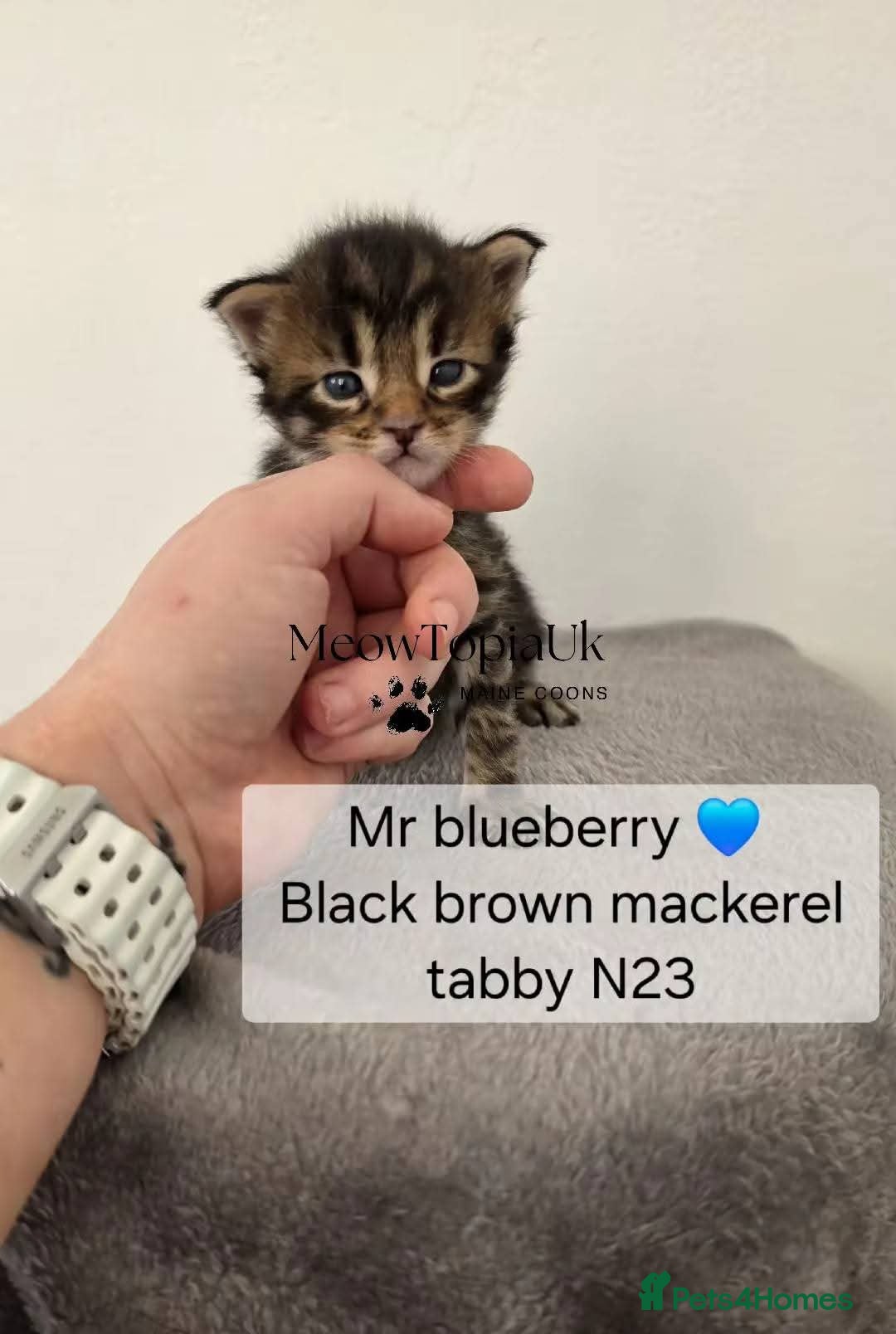 Maine Coon cats   Tica registered pedigree mainecoon kittens  - Advert 15