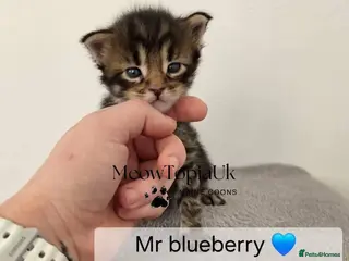 Maine Coon cats Tica registered pedigree mainecoon kittens - Advert 15