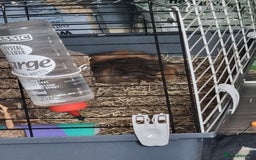 Guinea Pig rodents for sale: 2 male guinea pigs - Image 1