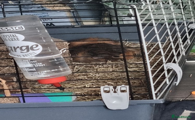 Guinea Pig rodents - Advert 7