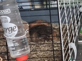 Guinea Pig rodents - Advert 33