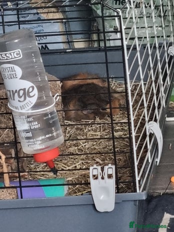 Guinea Pig rodents - Advert 9