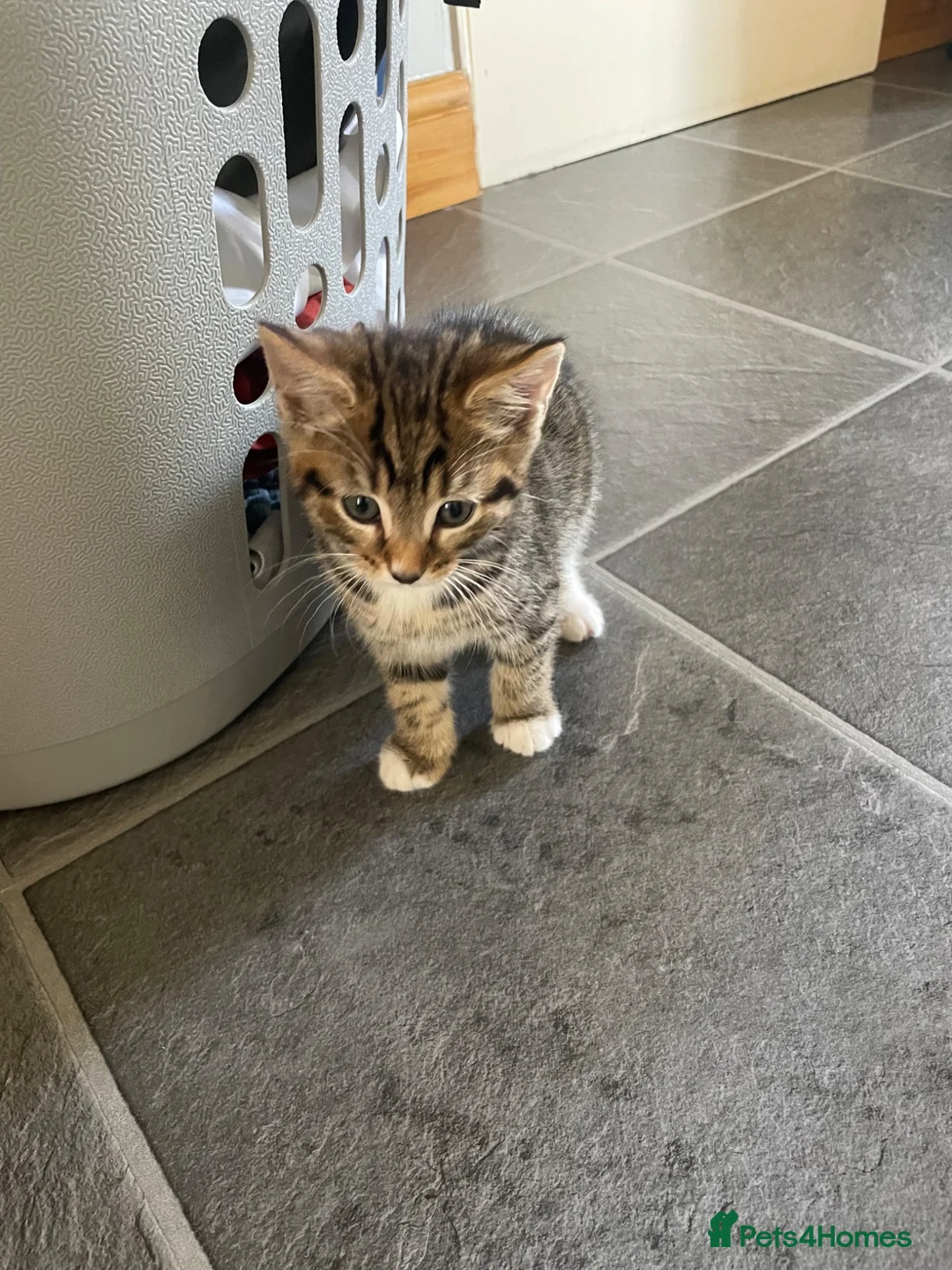 Mixed Breed cats for sale: Pair of tabby kittens for sale - Advert 2