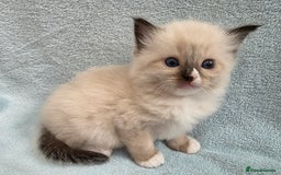 Ragdoll cats for sale: GCCF REGISTERED RAGDOLL KITTENS - Image 10