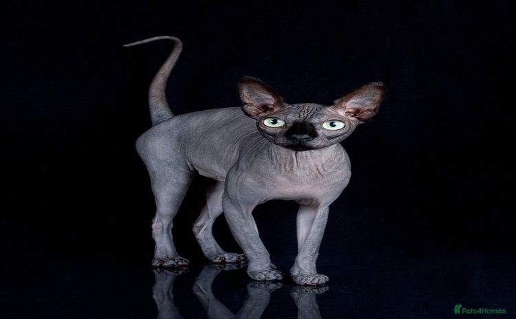 Sphynx cats - Advert 2