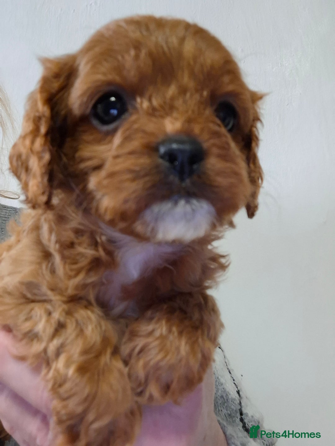 Cavapoo dogs for sale: F1 cavapoos  - Advert 7