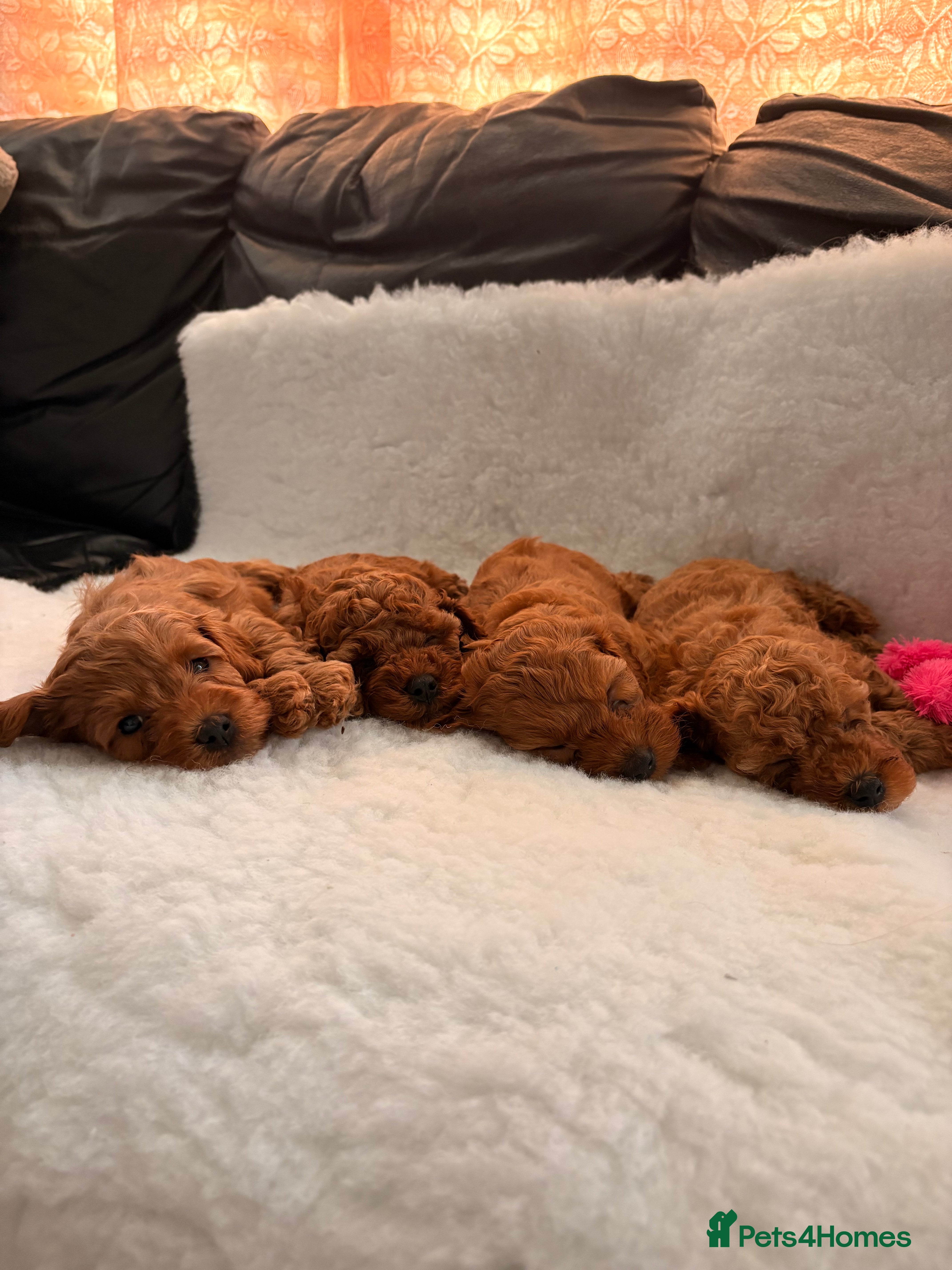 Cavapoo dogs Stunning Fox red F1b cavapoo puppies - Advert 2