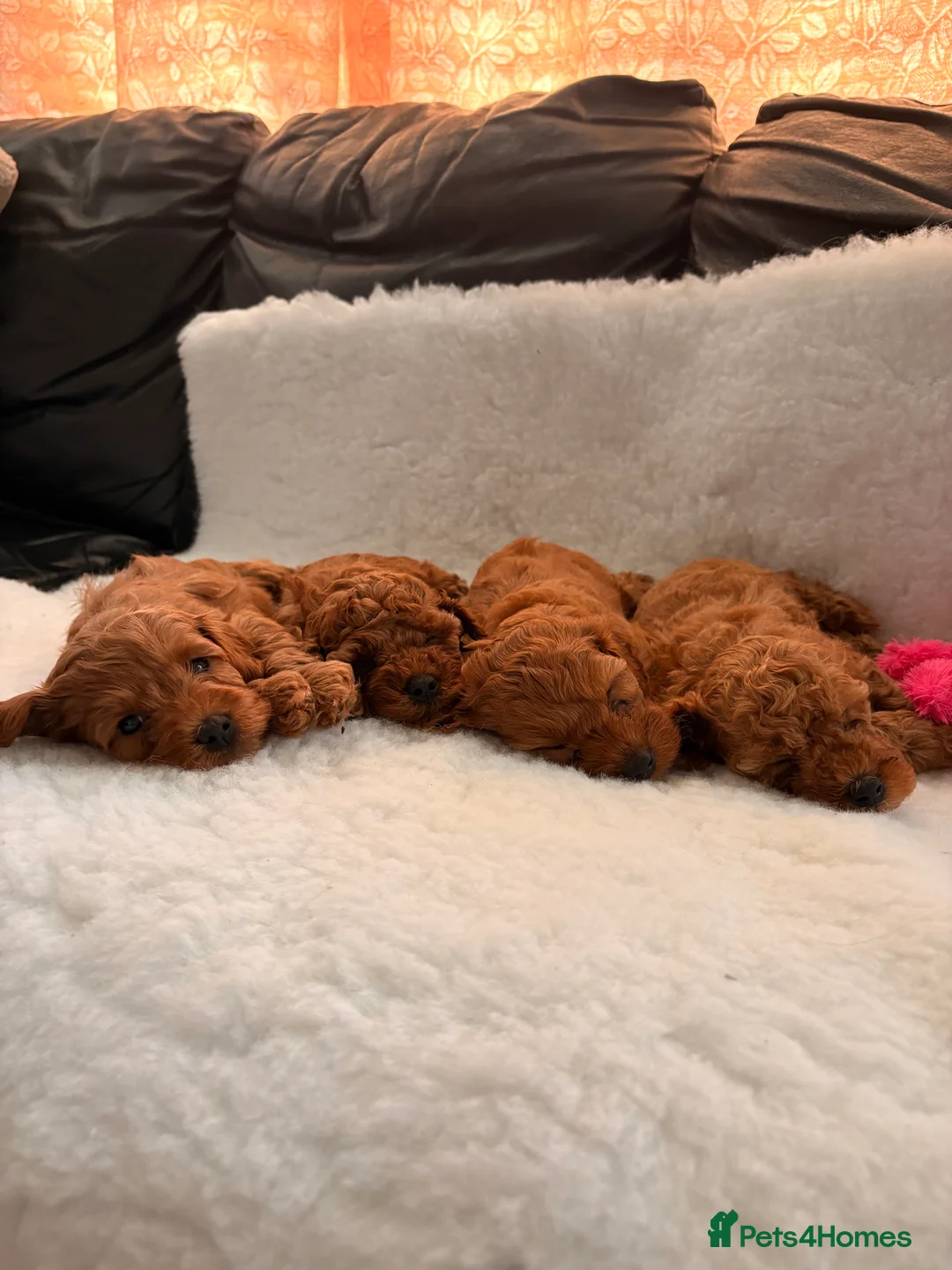 Cavapoo dogs for sale: Stunning Fox red F1b cavapoo puppies in Cranbrook - Advert 2