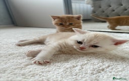 Scottish Fold cats for sale: Scottish fold kittens ready to find new homes - Image 39