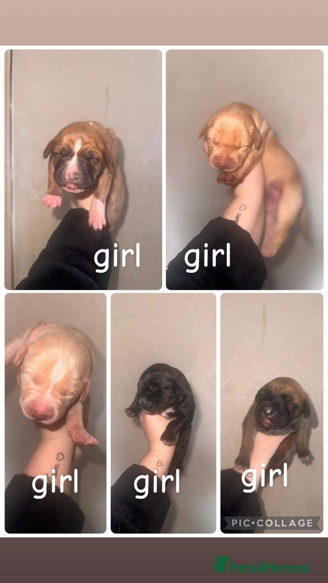 Mixed Breed dogs for sale: Belgian Malinois crosses - Image 9