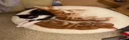 Mixed Breed cats for sale: KITTENS: 3 ginger males and one black white female in Manchester - Advert 15