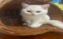 Scottish Fold cats for sale: Kittens 5  - Image 18