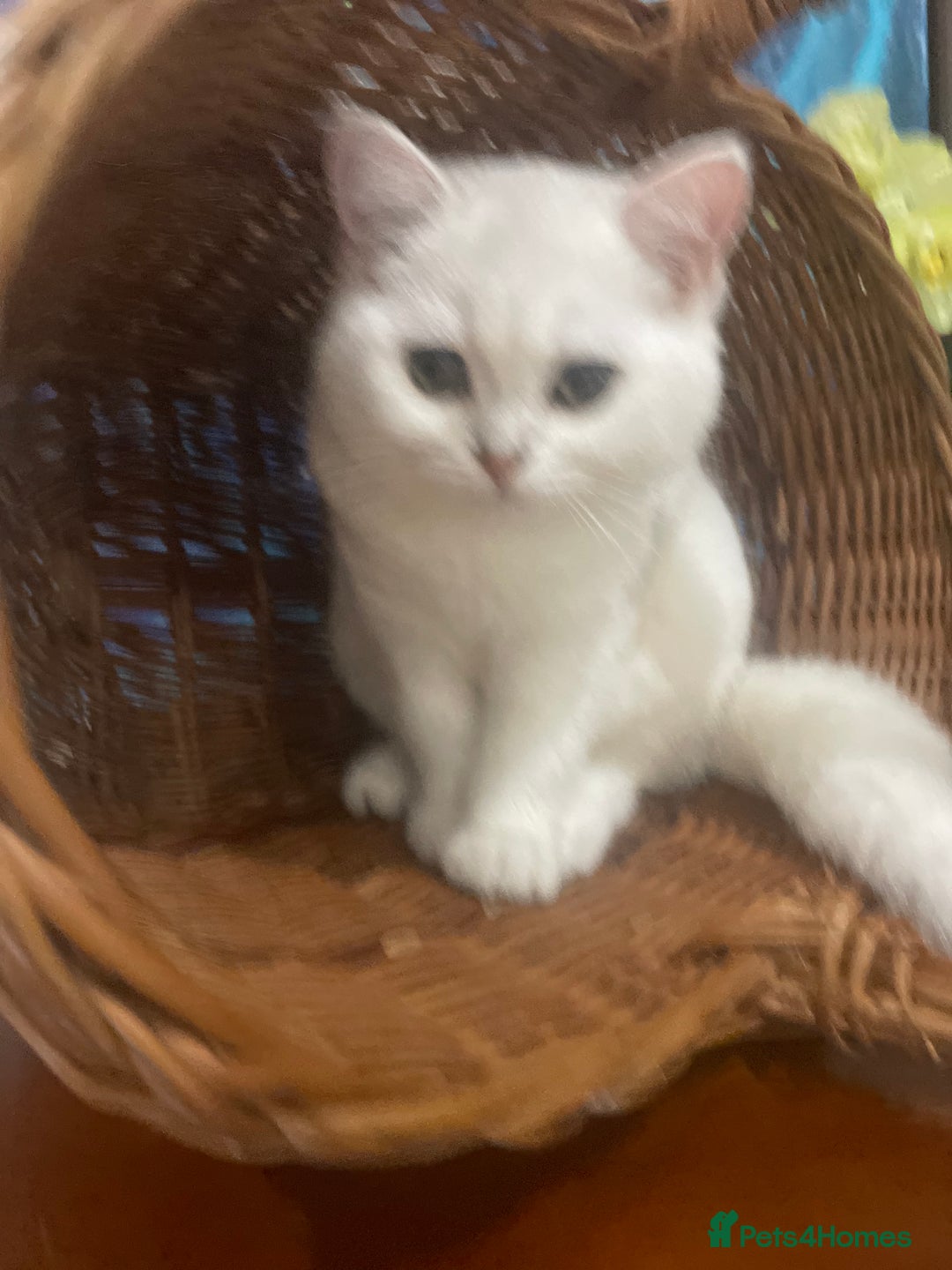 Scottish Fold cats for sale: Kittens 5  - Image 18