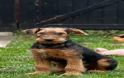 Airedale Terrier dogs for sale: Just 2 KC Registered Airedale Boys Available  in Kettering - Image 22