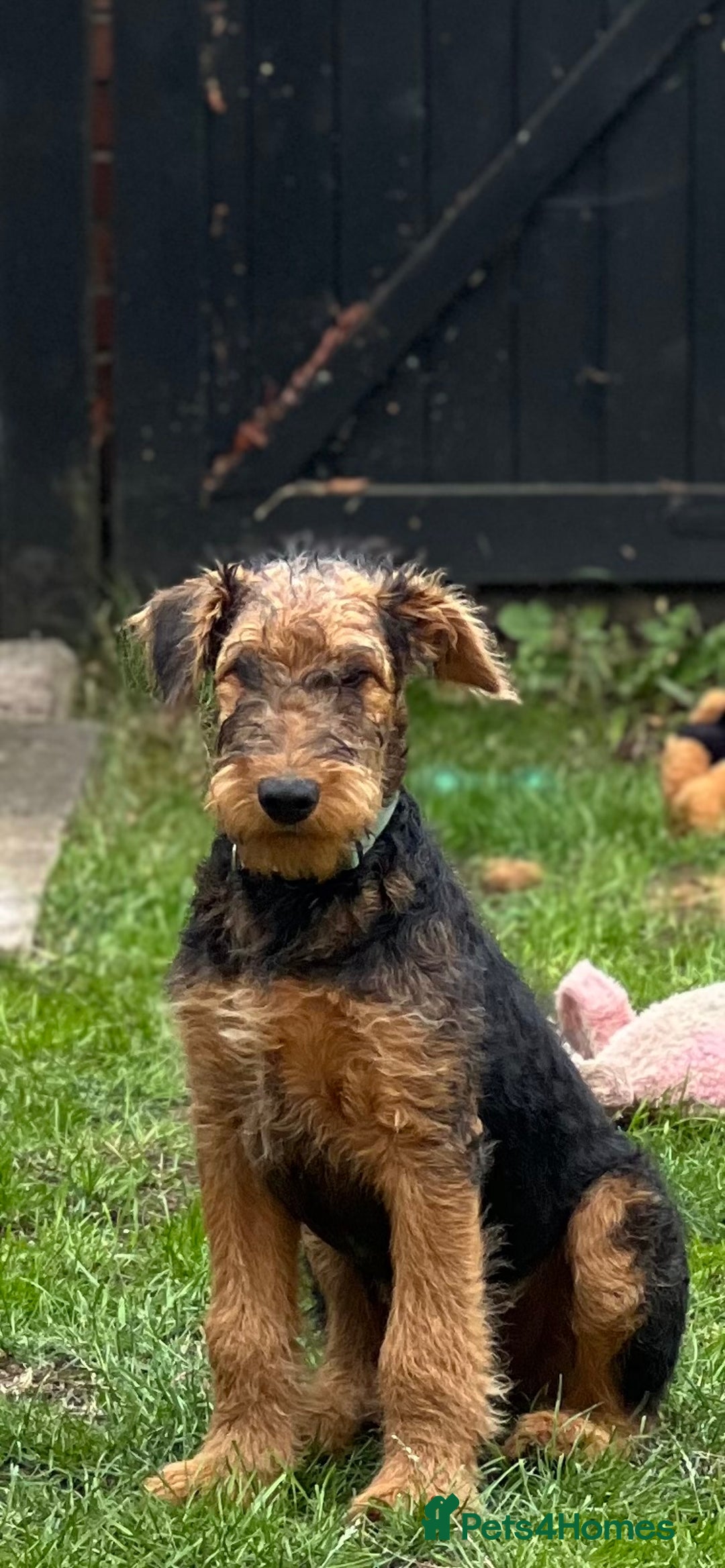 Airedale Terrier dogs for sale: Just 2 KC Registered Airedale Boys Available  in Kettering - Image 22