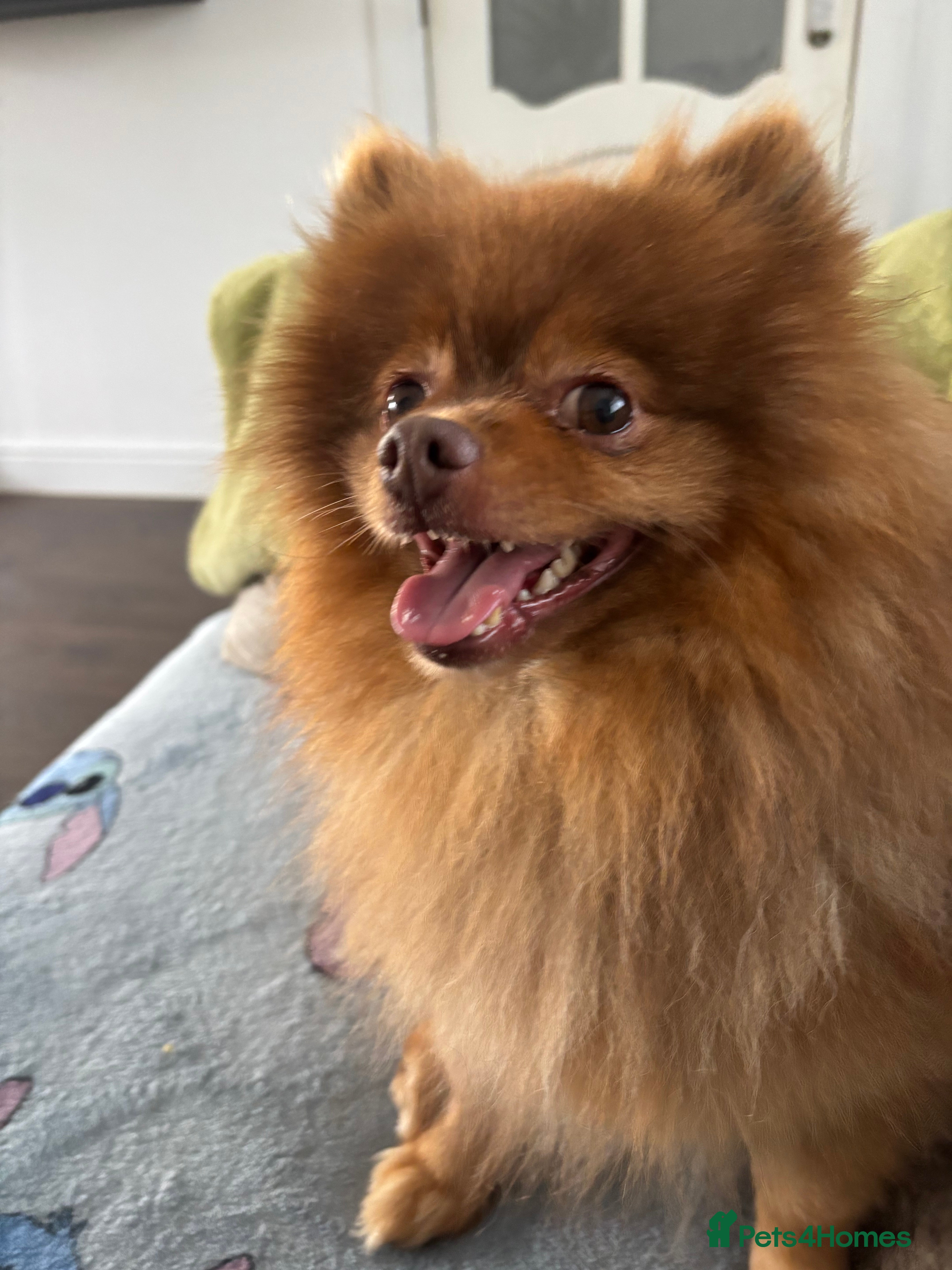 Pomeranian dogs Rosco available for stud  - Advert 5