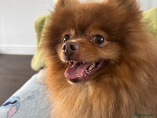 Pomeranian dogs Rosco available for stud - Advert 1