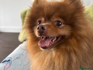 Pomeranian dogs Rosco available for stud - Advert 12