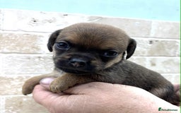 Mixed Breed dogs for sale: Pug x dachshund  ( Daug?) - Image 22