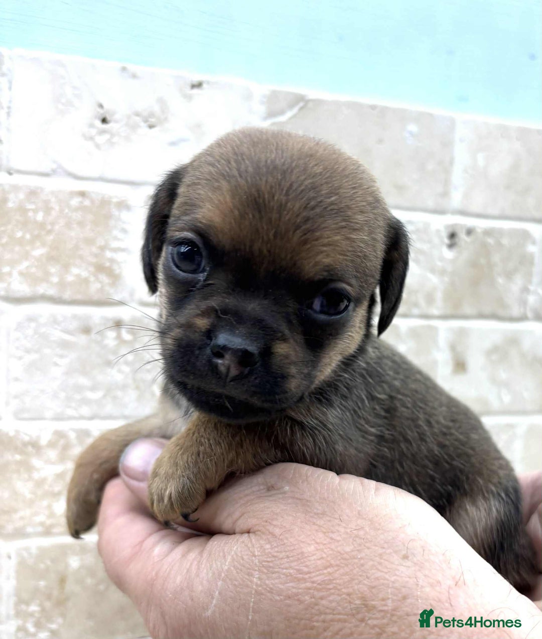 Mixed Breed dogs for sale: Pug x dachshund  ( Daug?) - Image 22