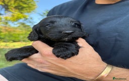 Cockapoo dogs for sale: F1 Cockapoo Puppy’s  - Image 11