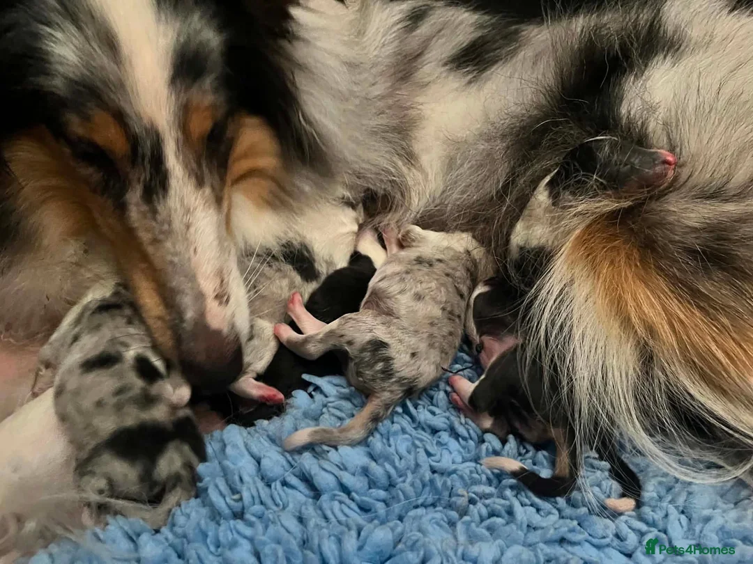 Rough Collie dogs for sale: Rough Collie Puppies-Health Tested Blue Merle Tri - Advert 11