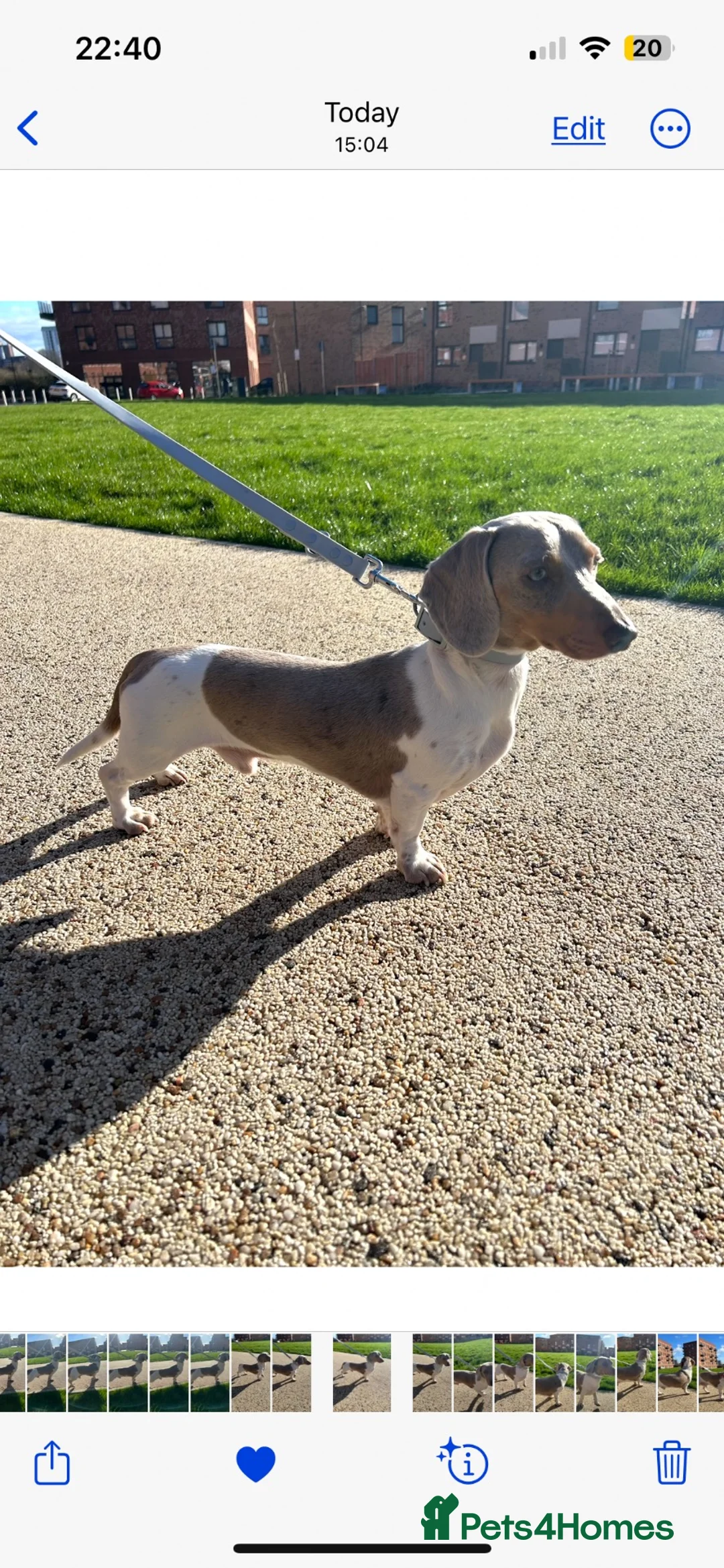 Miniature Dachshund dogs for sale: Piebald Dapple miniature dachshund puppies - Advert 14